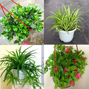 牡丹吊兰口红绿萝常春藤金边心佛珠吊兰室内阳台盆栽花卉植物 包邮