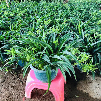 青叶吊兰金边吊兰盆栽植物