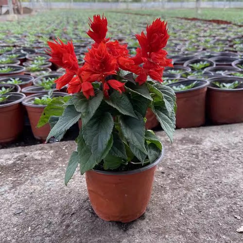 盆栽一串红花苗室外庭院花卉绿化工程草花苗带花发货串串红爆仗红