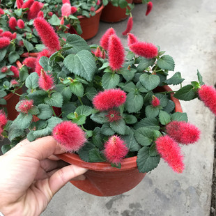 红樱吊兰 岁岁红垂吊盆栽 狗尾红 红穗铁苋菜 红色吊兰 垂吊花卉