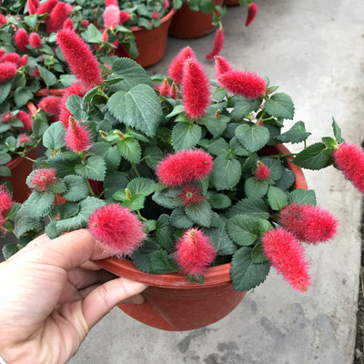 垂吊花卉盆栽红色垂吊花卉