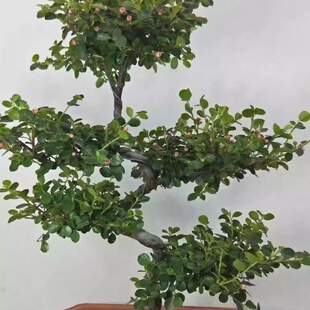 珍珠梅盆景花卉珍珠梅平枝栒子盆栽花带花盆景植物