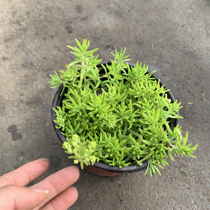 屋顶绿化佛甲草 多年生草坪草皮佛甲草盆栽地被佛甲草苗中华景天