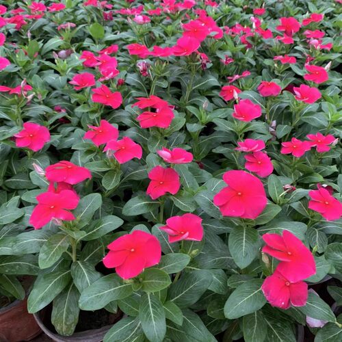 长春花盆栽花苗四季梅金达莱多年生阳台庭院天天开日日春