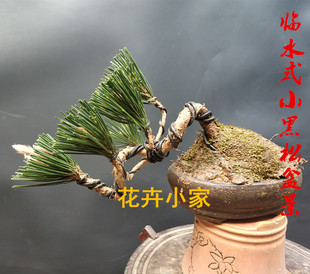 造型黑松盆景素材苗 日本三河黑松小苗 黑松小盆景树桩黑松盆景苗