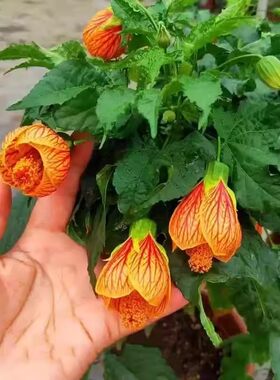 包邮纹瓣悬铃花灯笼花倒挂金钟 吊钟花金铃儿花开花植物四季常绿