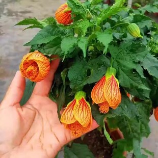 纹瓣悬铃花灯笼花倒挂金钟 吊钟花金铃儿花开花植物四季 常绿 包邮