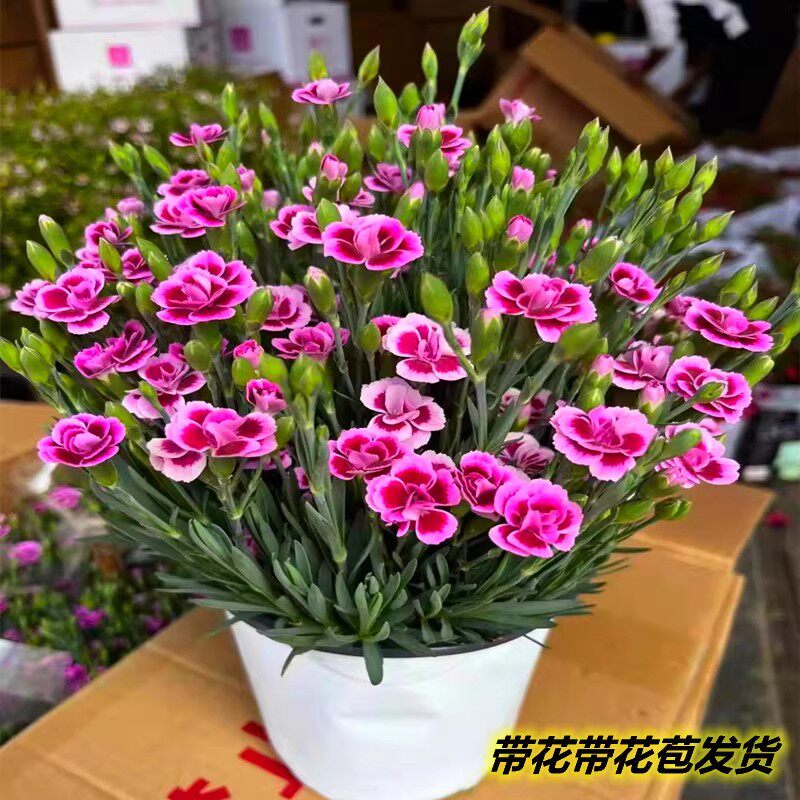 石竹花盆栽苗带花苞一见钟情初吻室内阳台庭院花卉四季开花好养活 - 实物图