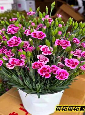 石竹花盆栽苗带花苞一见钟情初吻室内阳台庭院花卉四季开花好养活