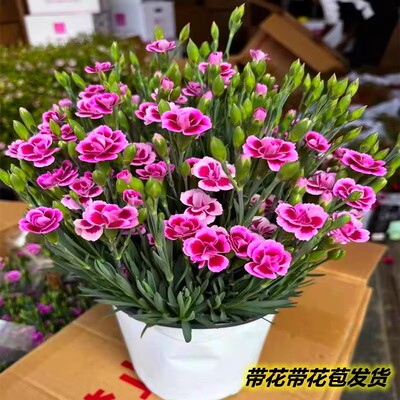 石竹花盆栽苗带花苞一见钟情初吻室内阳台庭院花卉四季开花好养活