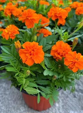 孔雀草盆栽花矮生重瓣孔雀菊万寿菊花苗臭芙蓉菊庭院花园种植绿化