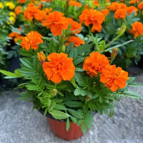 孔雀草盆栽花矮生重瓣孔雀菊万寿菊花苗臭芙蓉菊庭院花园种植绿化