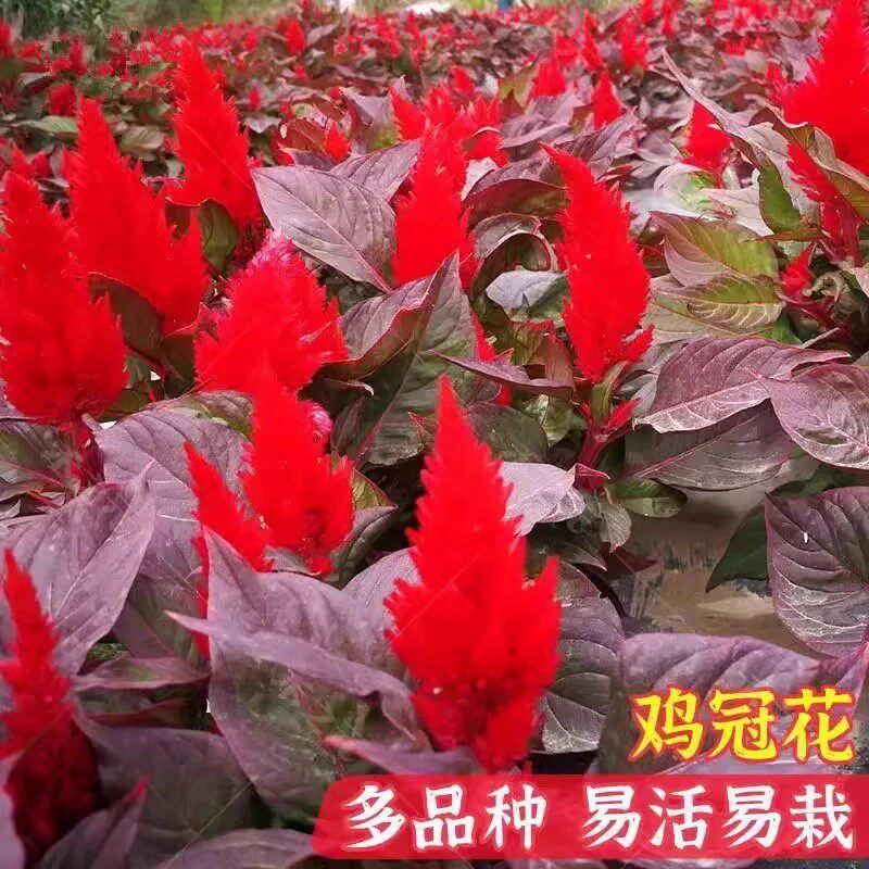 火炬花苗绿化穗状凤尾鸡冠花盆栽花苗带花发货庭院耐热晒花镜植物
