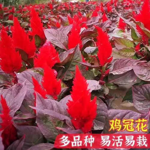 火炬花苗绿化穗状凤尾鸡冠花盆栽花苗带花发货庭院耐热晒花镜植物