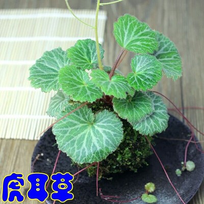 虎耳草盆栽苗 金丝荷叶石荷叶吸水石上水石假山附石盆景吊金钱