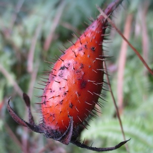 新鲜金樱子刺榆子新鲜金英子刺梨子金罂子山石榴