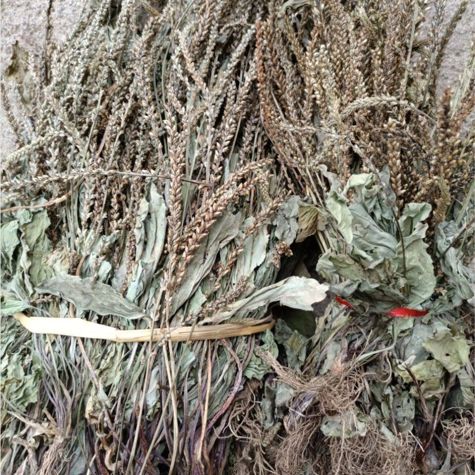 野生新晒车前草干货车钱草凉茶田冠草车轮菜猪肚菜煮茶食用包邮