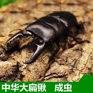 中国华大扁锹甲虫宠物活体成虫锹形虫昆虫独角仙长戟毛象大兜虫