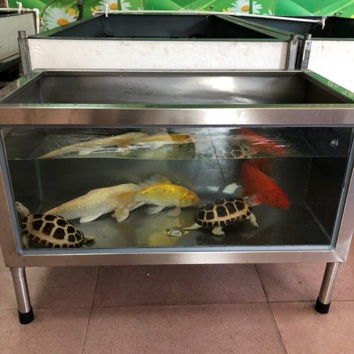 304不锈钢玻璃客厅阳台家用大型鱼缸龟缸加过滤器水箱金鱼锦鲤池 - 封面