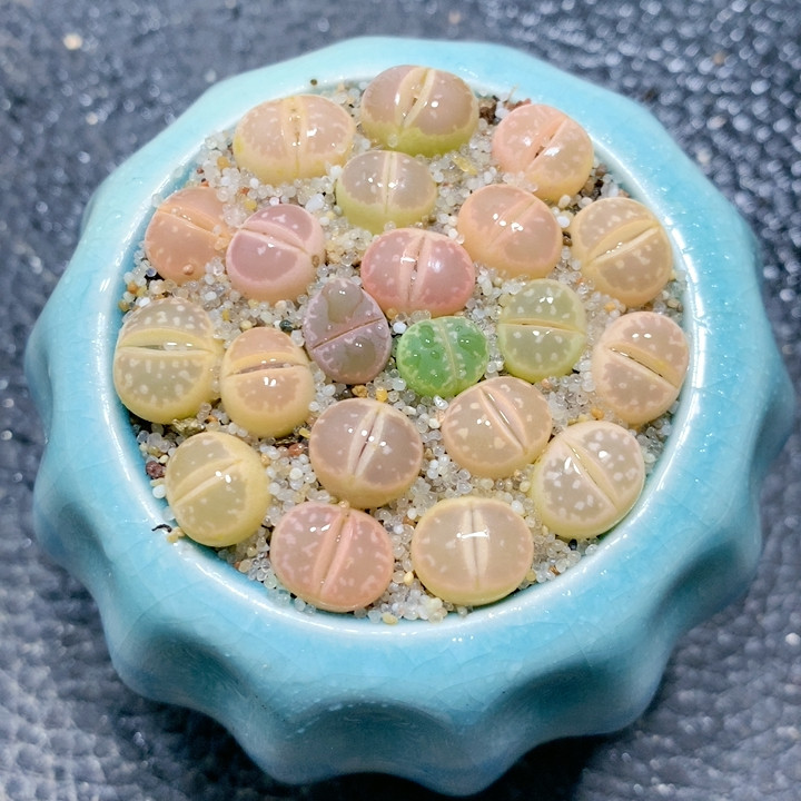 22-43橄榄带盆土发,鲜花速递/花卉仿真/绿植园艺,多肉植物,淘宝优惠券,粉丝福利购,淘宝优惠卷