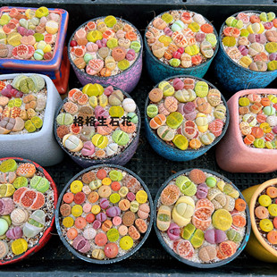 生石花带盆土栽好 多肉植物屁屁花石头花番杏阳台办公桌迷你植物