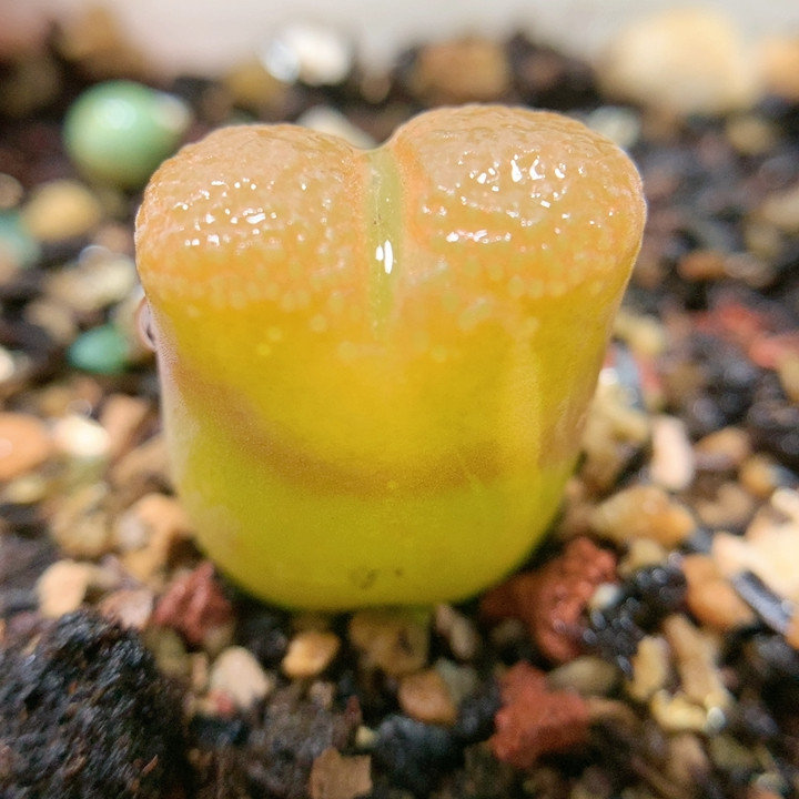 21-144蛋糕风铃拉丝锦 裸根,鲜花速递/花卉仿真/绿植园艺,多肉植物,淘宝优惠券,粉丝福利购,淘宝优惠卷