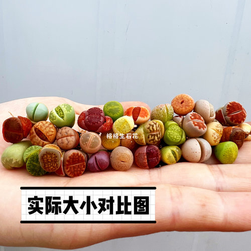 生石花新手多肉植物石头花迷你植物屁屁肉锥彩色阳台办公桌萌肉