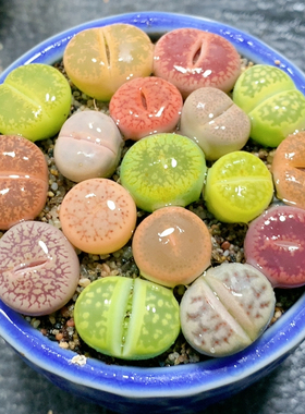 16.80彩套带盆土发