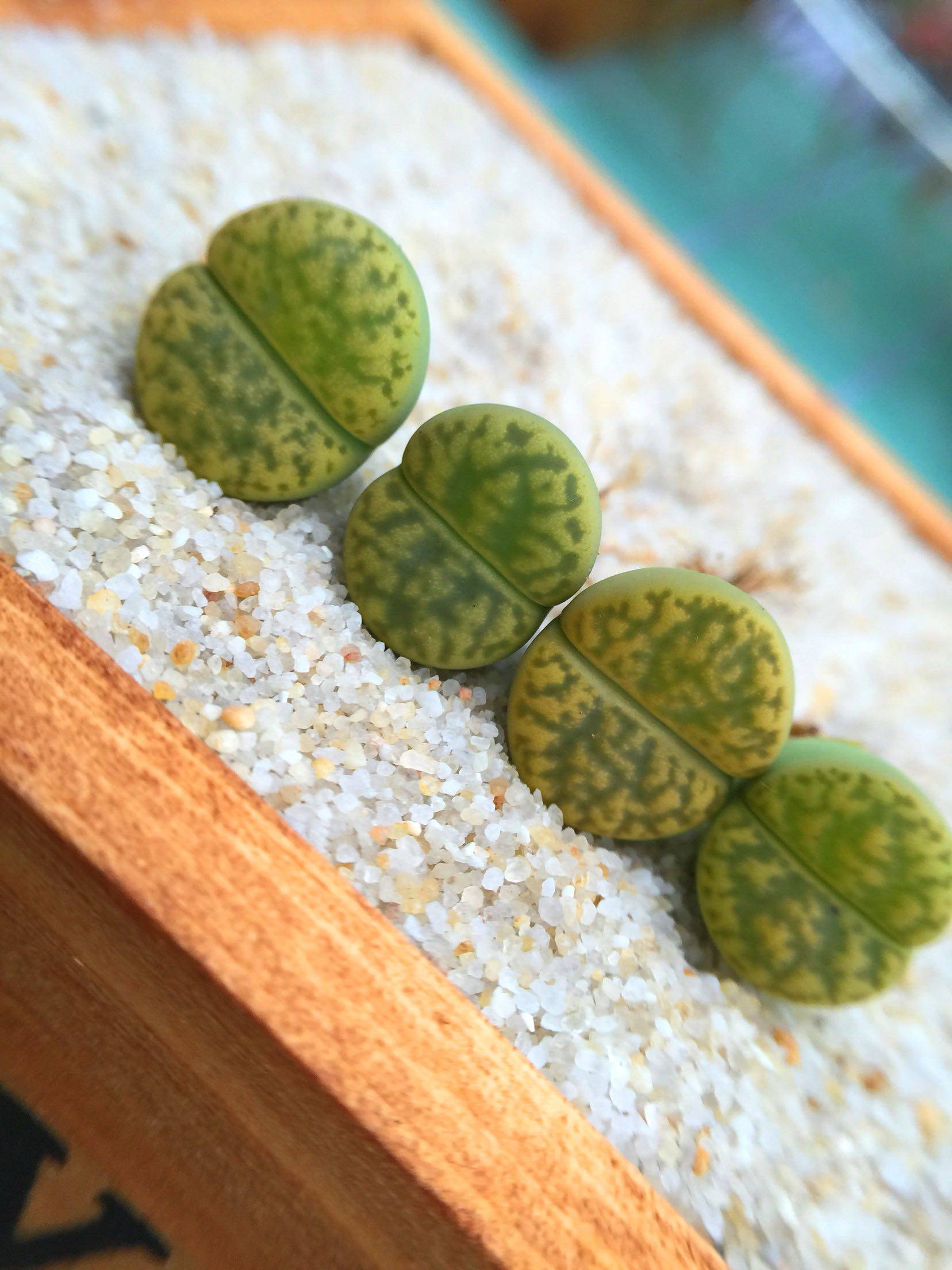 生石花C362 柘榴玉系 黄鸣弦