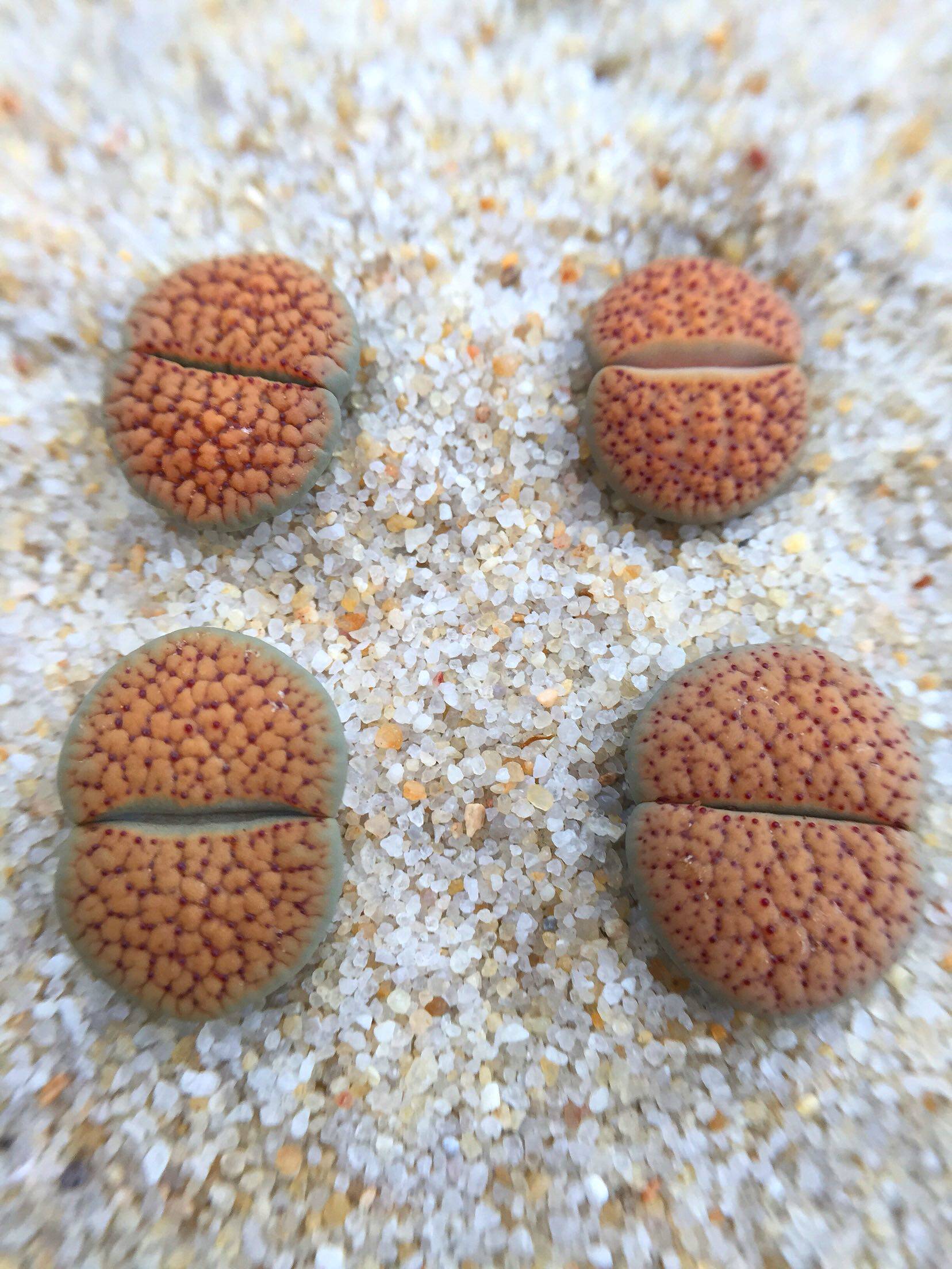 生石花 c157 朝贡玉 三年母本株