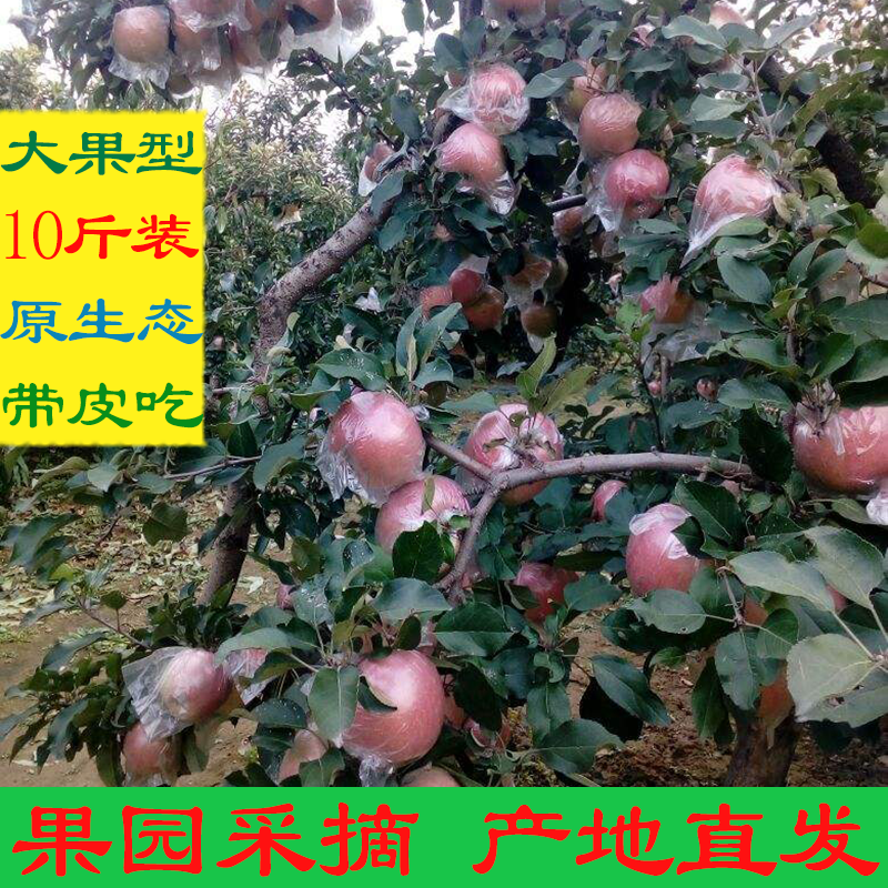 安徽农家特产砀山红富士苹果新鲜水果整箱10斤大果当季天然不打蜡