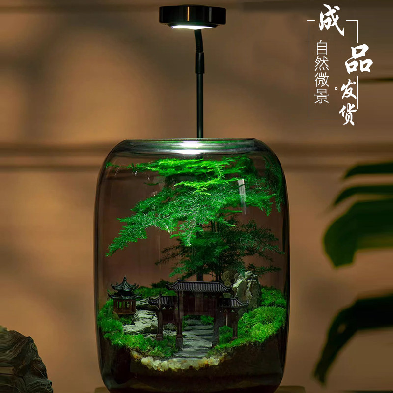 苔藓微景观植物生态缸创意绿植文竹组合玻璃瓶盆景桌面礼品中秋节