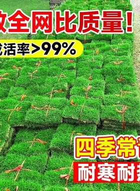 草皮真草坪带泥土别墅花园绿化四季青果岭草台湾草马尼拉草皮带土