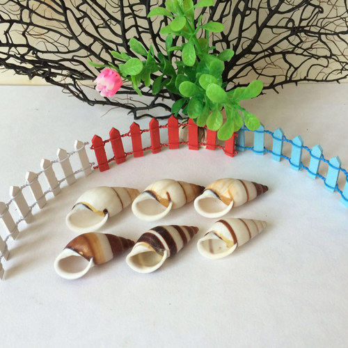 天然贝壳海螺 黑白左旋螺 墙贴地台 鱼缸微景观造景装饰3-5cm