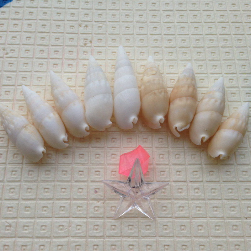 天然海螺贝壳 贴墙地台婚庆装饰鱼缸造景家居摆件白尖螺3-5cm