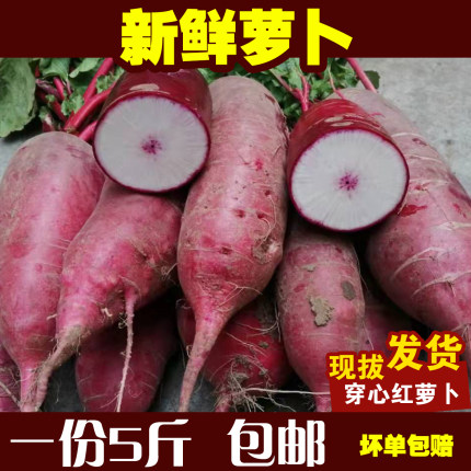 【5斤装】新鲜穿心红萝卜现拔甜脆邳州农家紫皮水果萝卜农产品