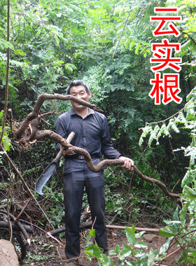 中药材云实根 别名：阎王刺根 牛王茨根  新鲜切片晒干500克纯根