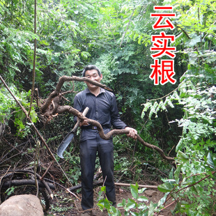 中药材云实根 别名:阎王刺根 牛王茨根 新鲜切片晒干500克纯根