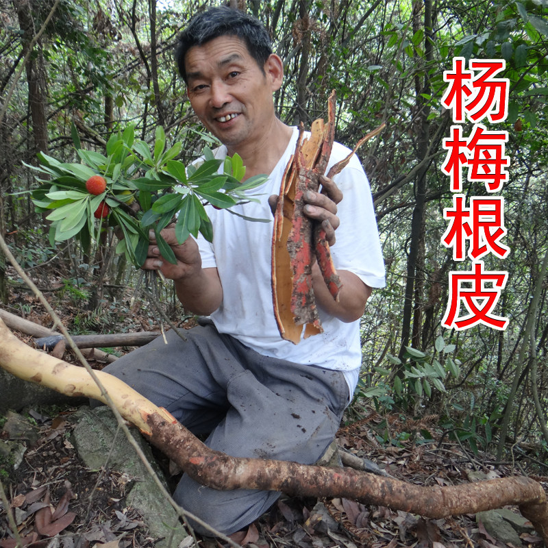 杨梅根皮 野生中药材杨梅树根皮 毛杨梅根皮新货500克 干品纯根皮