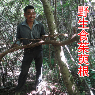 野生食茱萸根 中药材樗叶花椒根 满天星刺椒根 新鲜切片晒干 500g