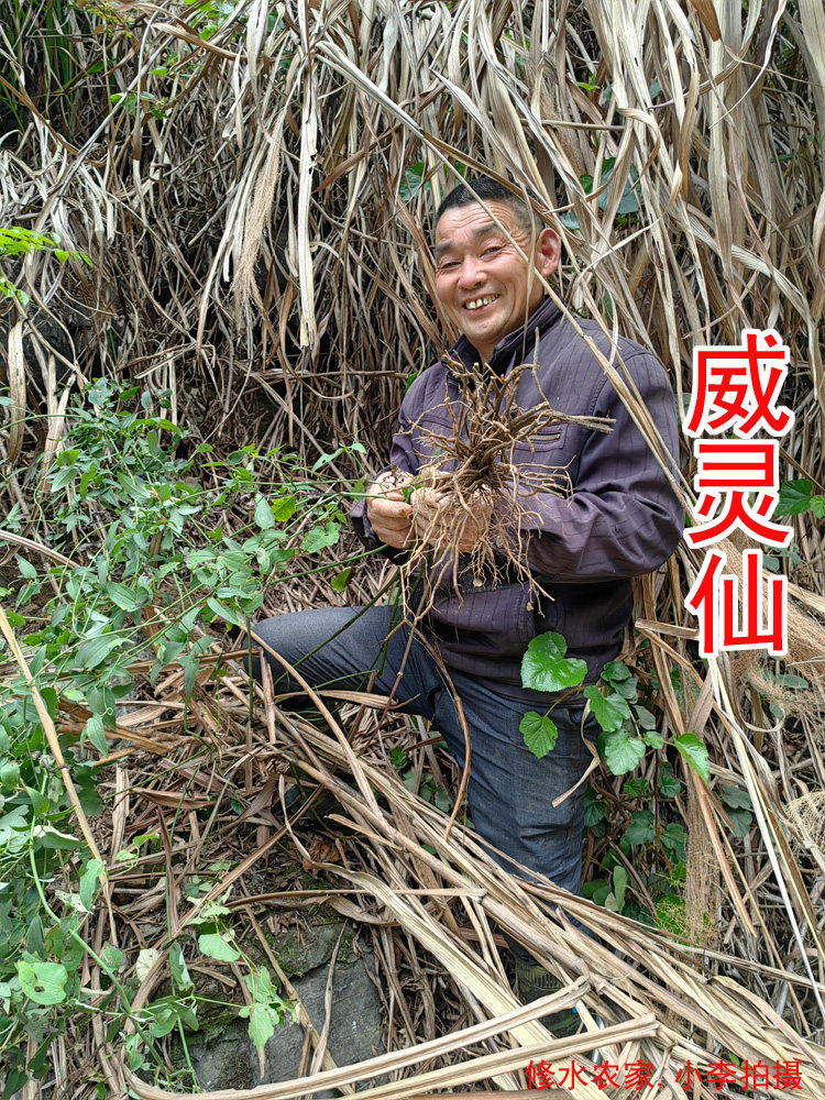 中药材威灵仙 别名:铁脚威灵仙 百条根 老虎须 铁扫帚 干货100克