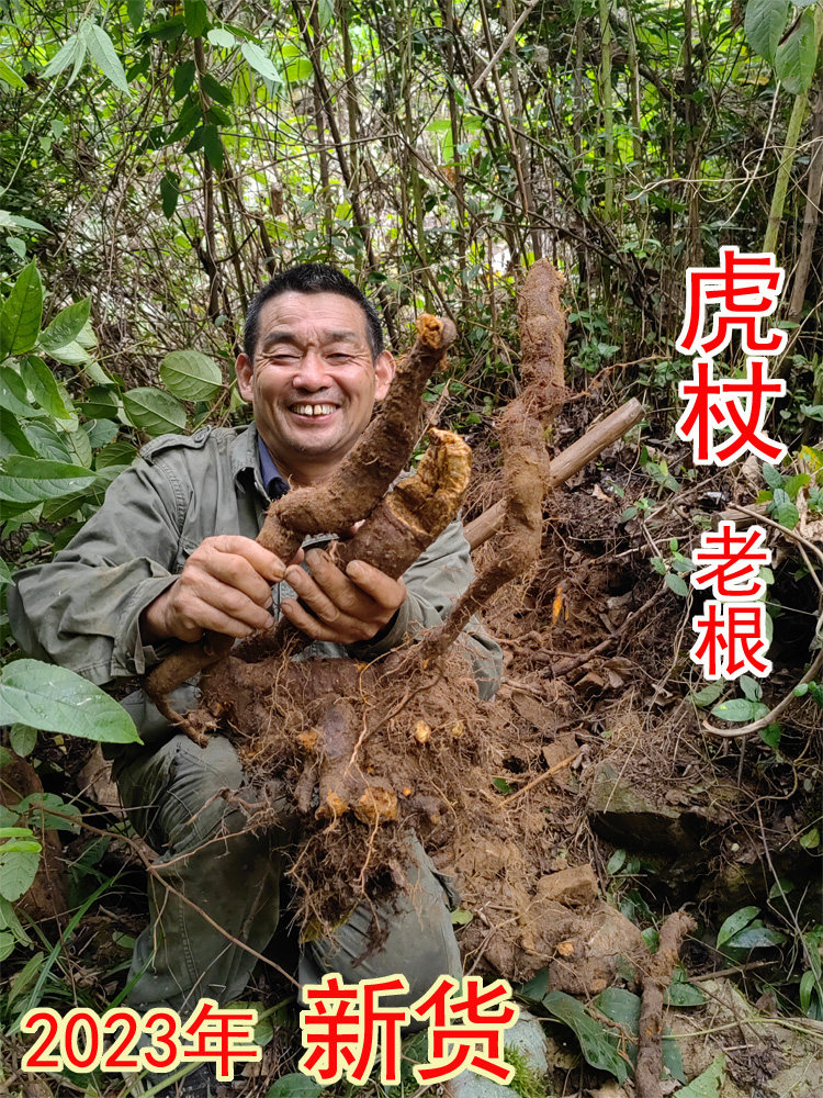 自家挖的虎杖 中药材虎杖 虎杖干片 虎杖个子 新鲜现挖的虎杖整根