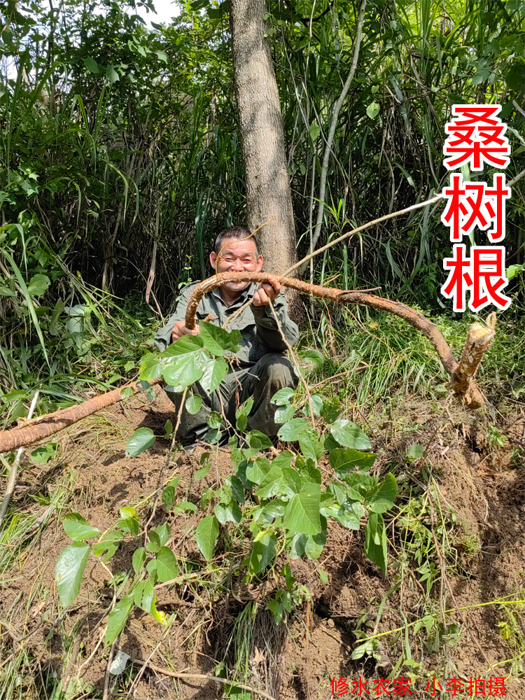 江西农家山货野生中药材桑树根
