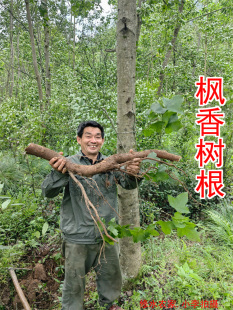 中药材枫香树根 别名:枫果根 杜东根 自己在山里挖的野生枫树根