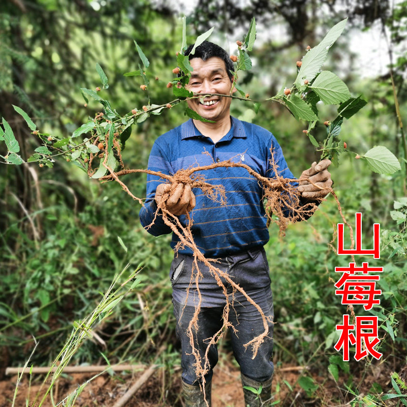 山莓根 树莓根 山抛子 牛奶泡 三月泡 泡儿刺  悬钩子 山泡纯根部