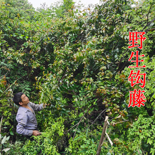 钩藤 别名：钩丁 吊藤 鹰爪风 倒挂剌 自家采的新鲜野生钩藤