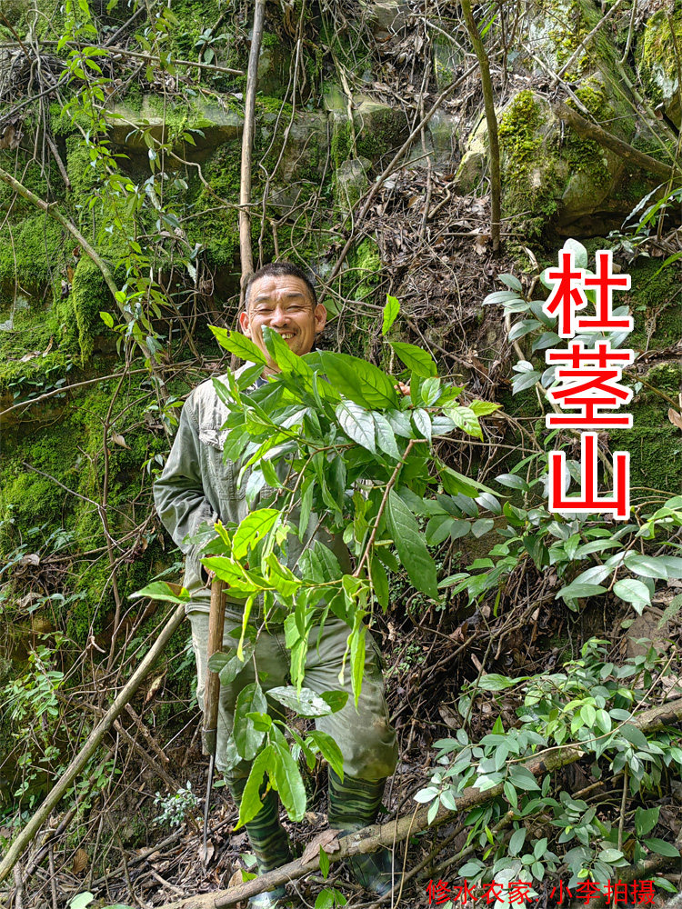 中药材杜茎山 别名：金砂根 白茅茶 白花茶 野生杜茎山根 250克