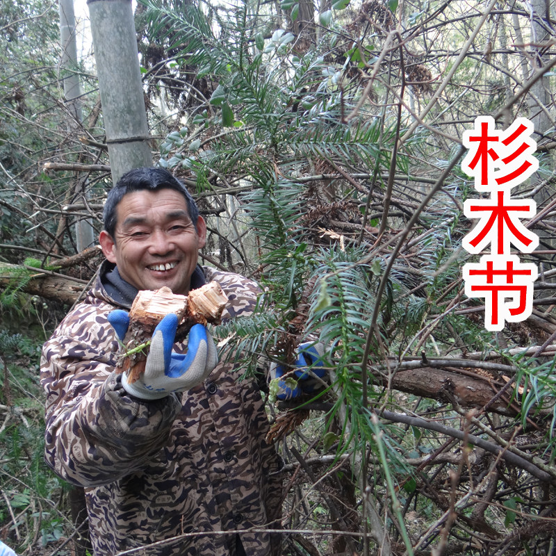 中药材杉木节 自家在深山里采的杉树节 新鲜晒干