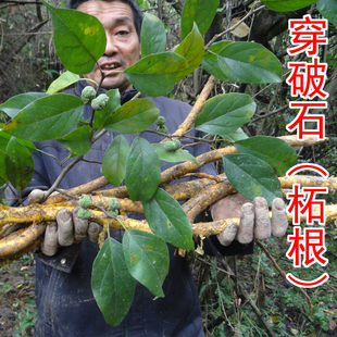 穿破石 柘树根 中药材川破石 地棉根 拓根 新鲜切片晒干 500克