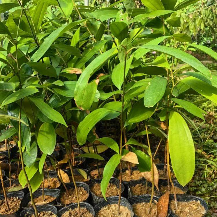 越南清化桂紫油肉桂树苗正宗清化玉桂南肉桂企边桂营养杯苗带土发